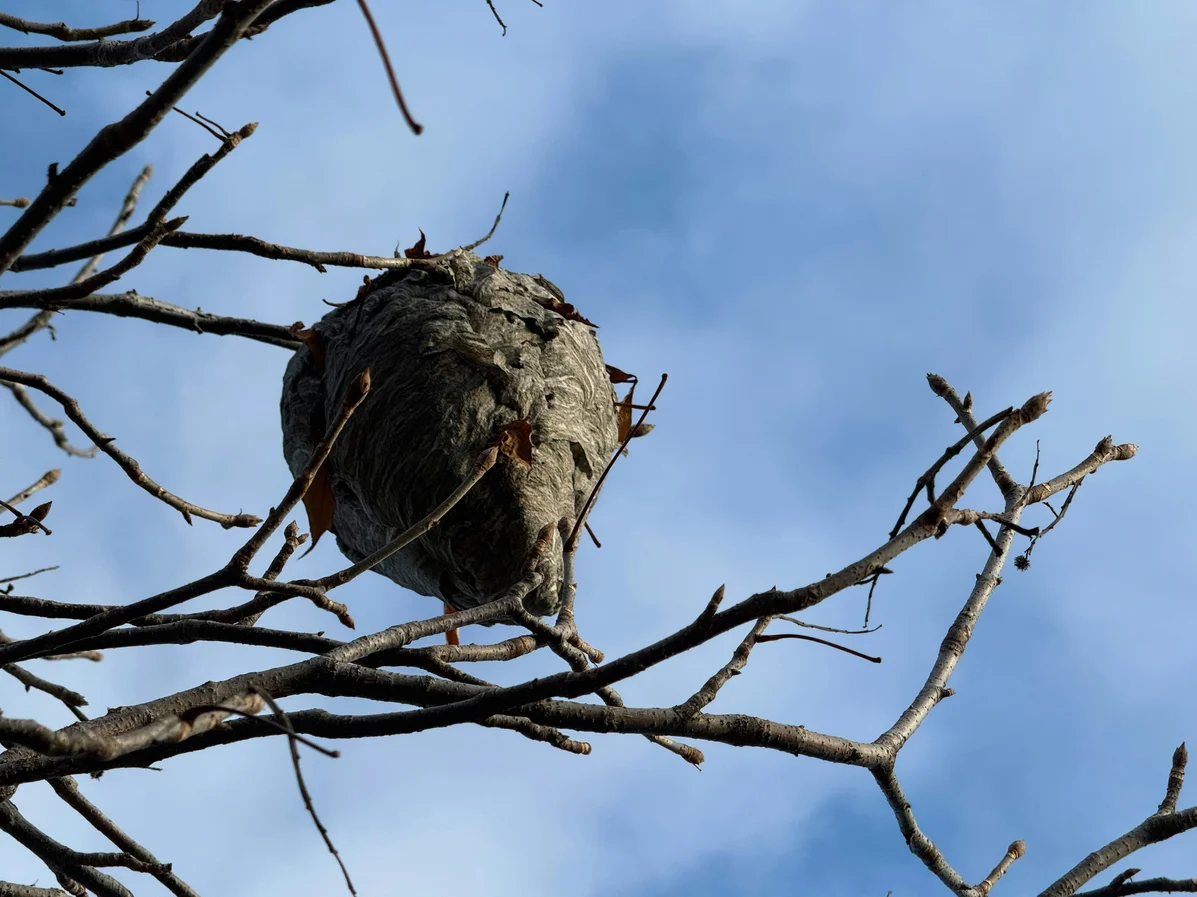 What to Do If You Find a Bald-Faced Hornet Nest in Your Yard