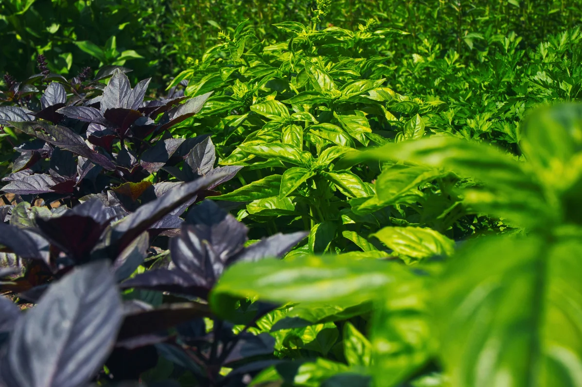 What to Do With Your Basil in May for Summer Growth