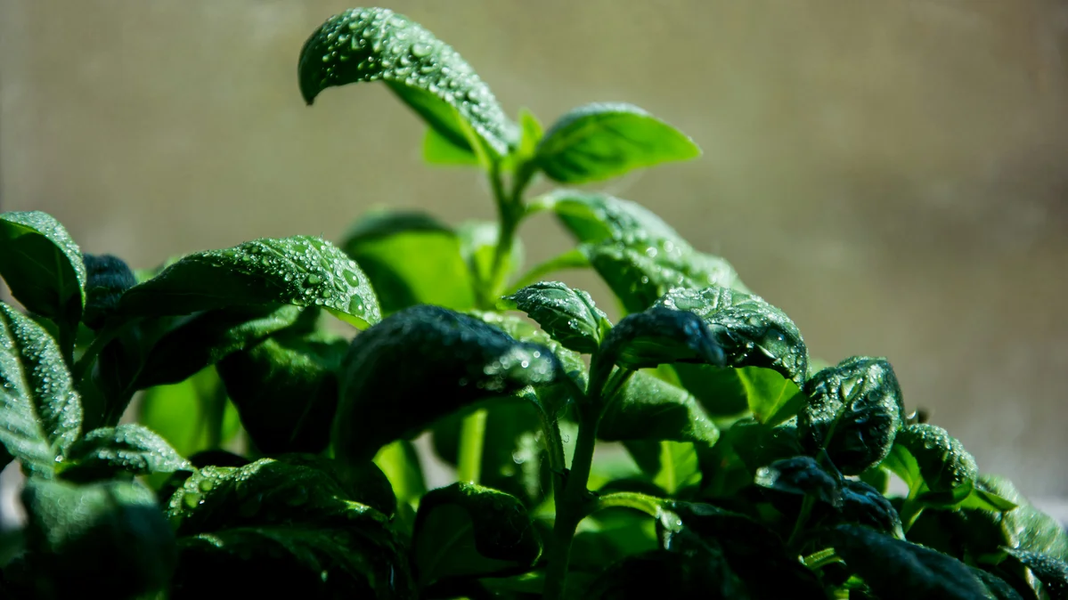 Person watering a basil plant in a garden Person watering a basil plant in a garden