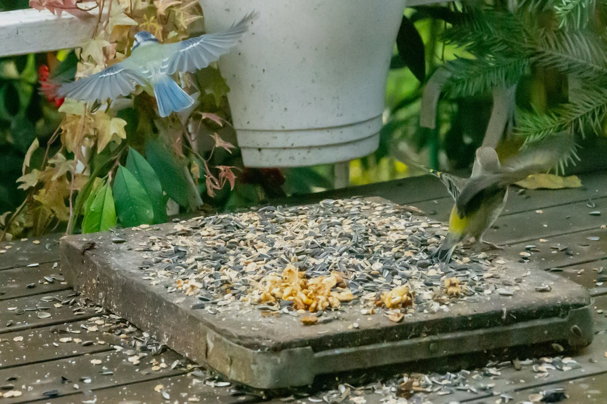 Bluebirds feeding in a garden with flowers Bluebirds feeding in a garden with flowers