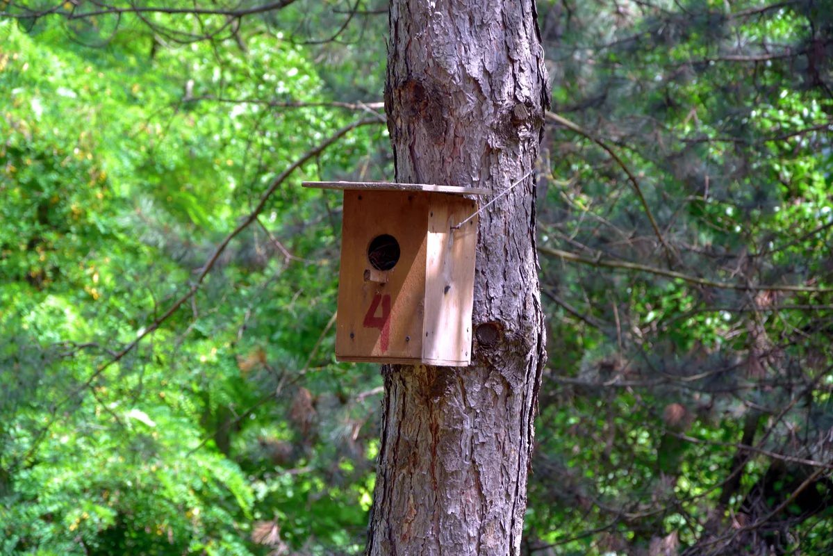 Tools required for building a bluebird house Tools required for building a bluebird house