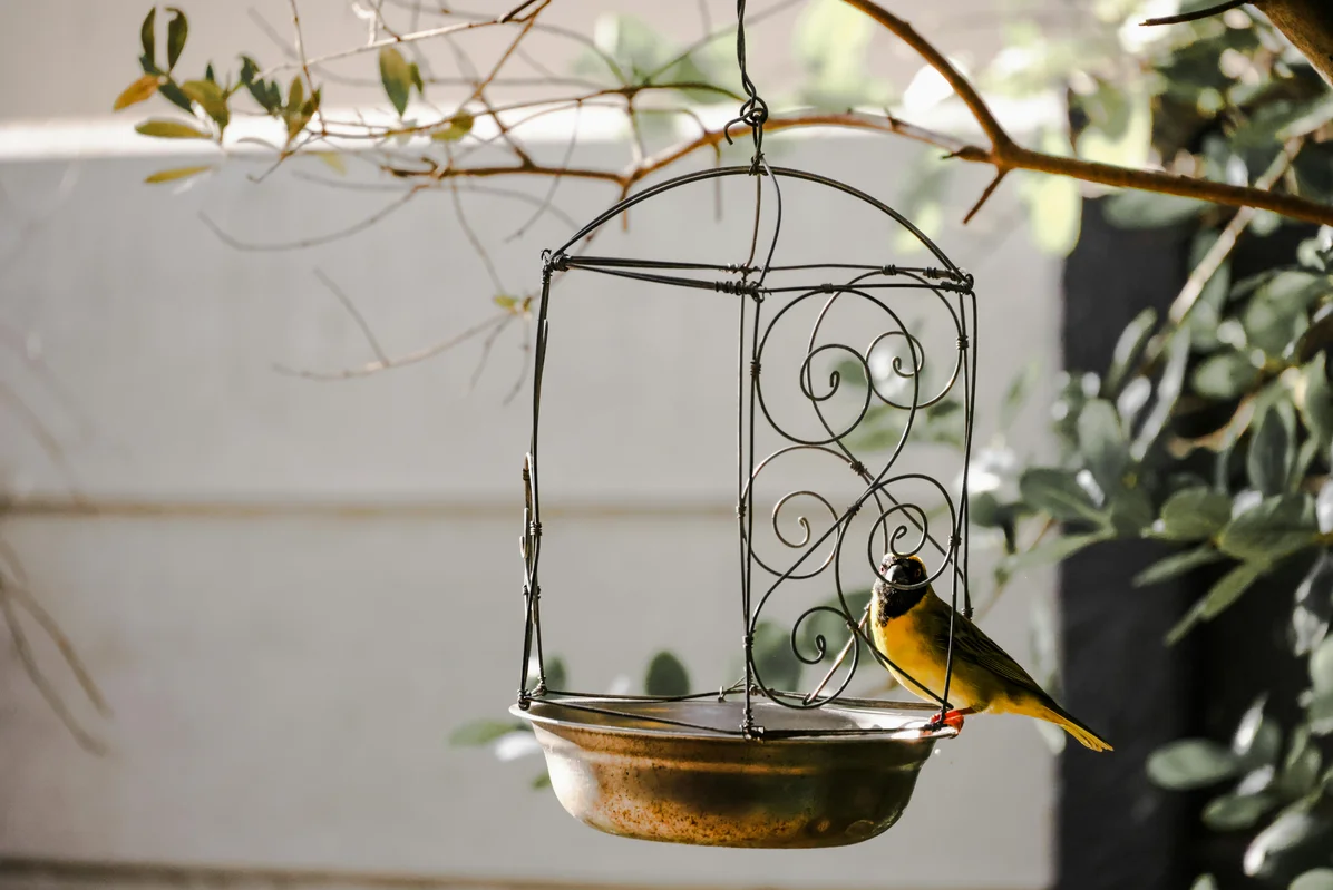11 Easy DIY Bird Feeders You Can Make From Kitchen Items