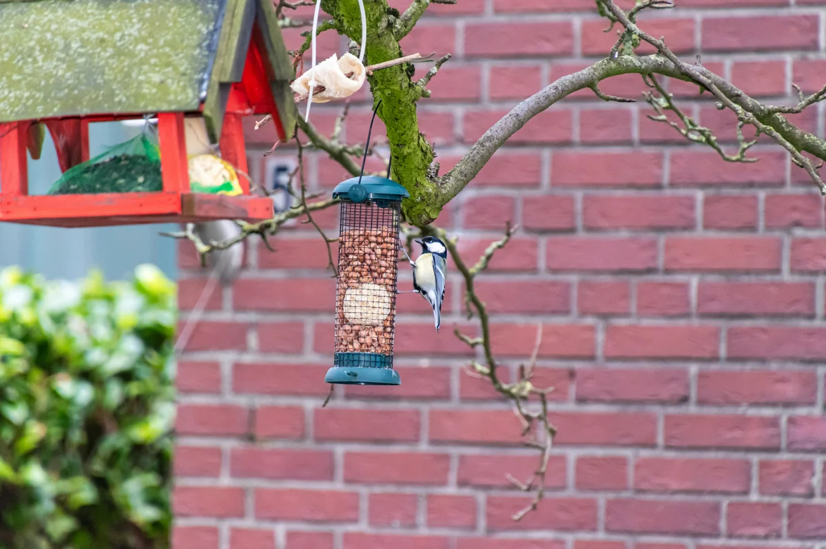A plastic bottle bird feeder hanging from a tree branch A plastic bottle bird feeder hanging from a tree branch