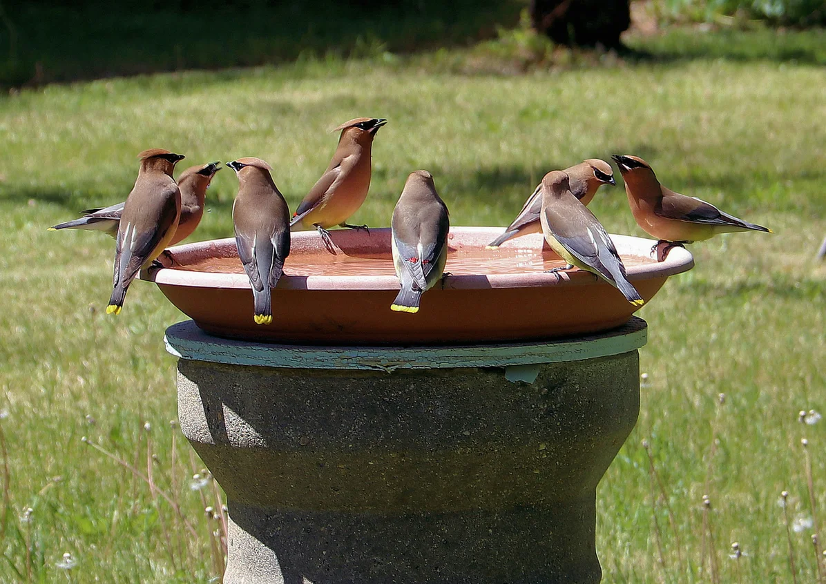 Birds using a rustic birdbath safely Birds using a rustic birdbath safely