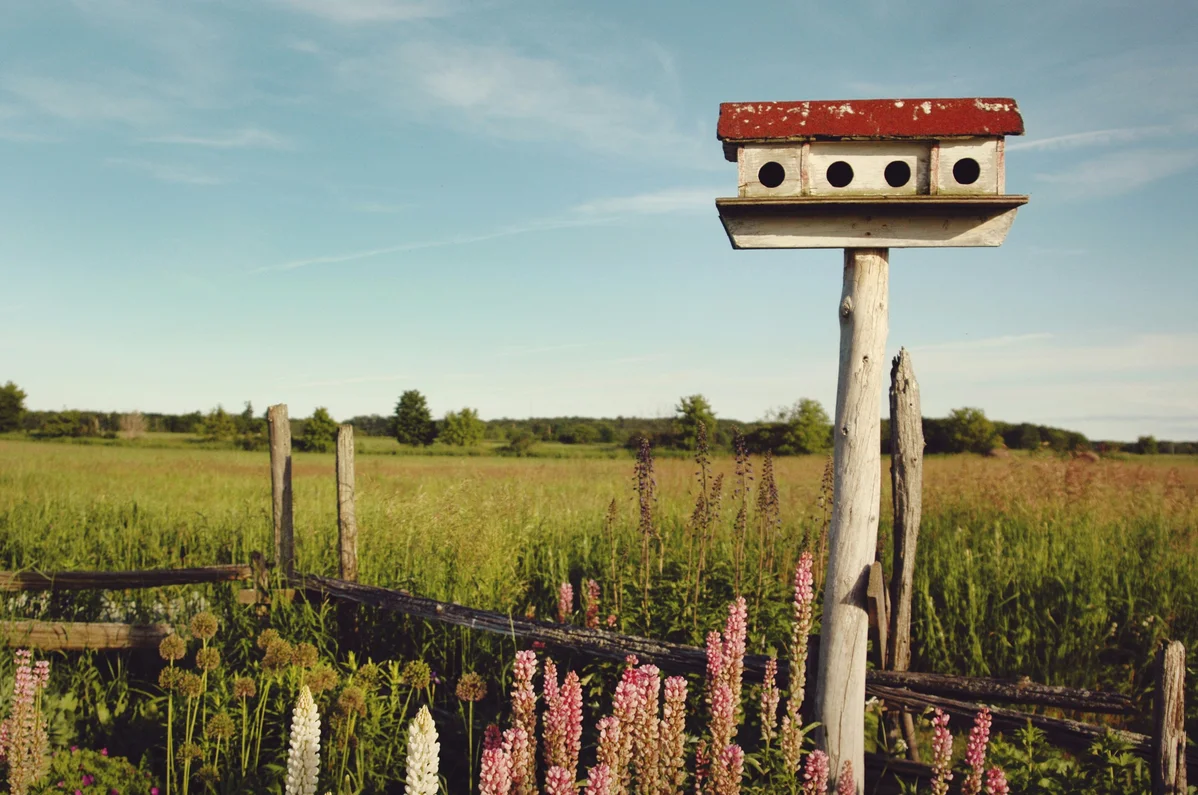 Create a Stunning DIY Rustic Birdbath to Replace Concrete