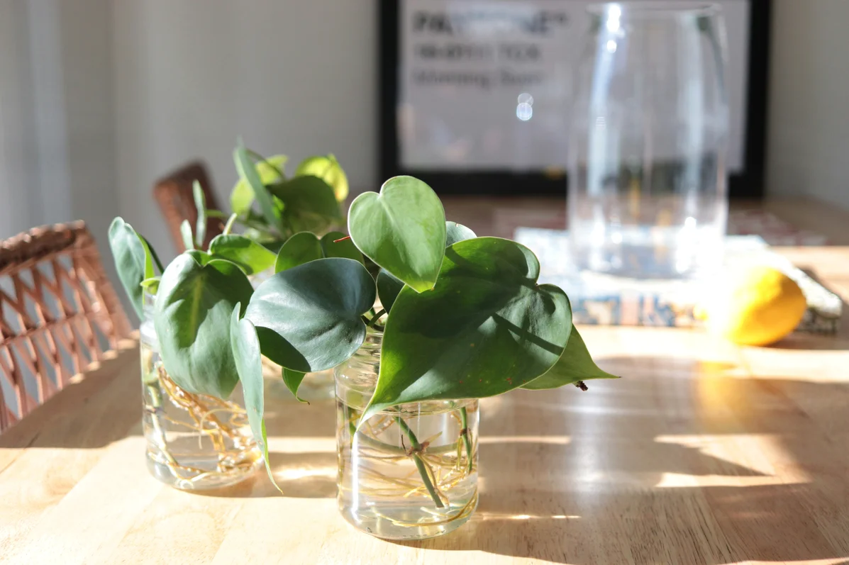 Step-by-step preparation of glass jars for indoor plants Step-by-step preparation of glass jars for indoor plants