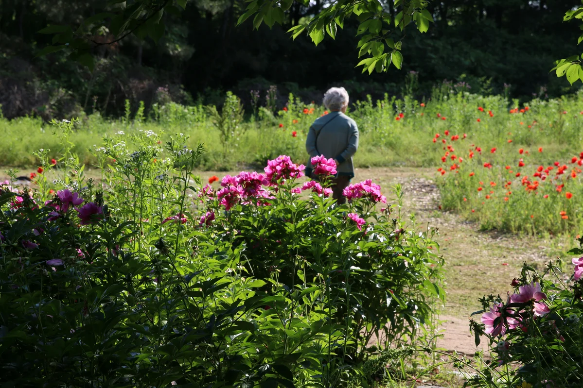 Person enjoying a tick-free garden after using DIY tick spray Person enjoying a tick-free garden after using DIY tick spray