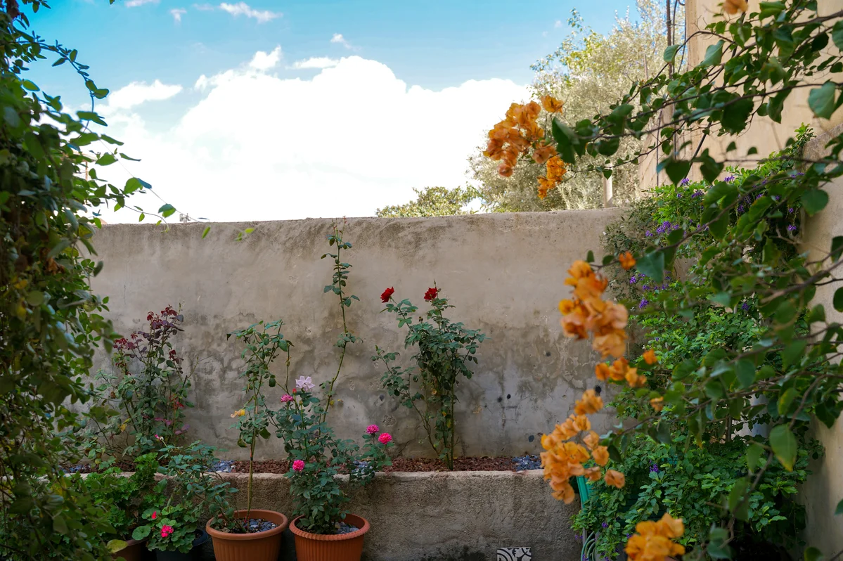 Colorful potted plants arranged in a sunny backyard Colorful potted plants arranged in a sunny backyard