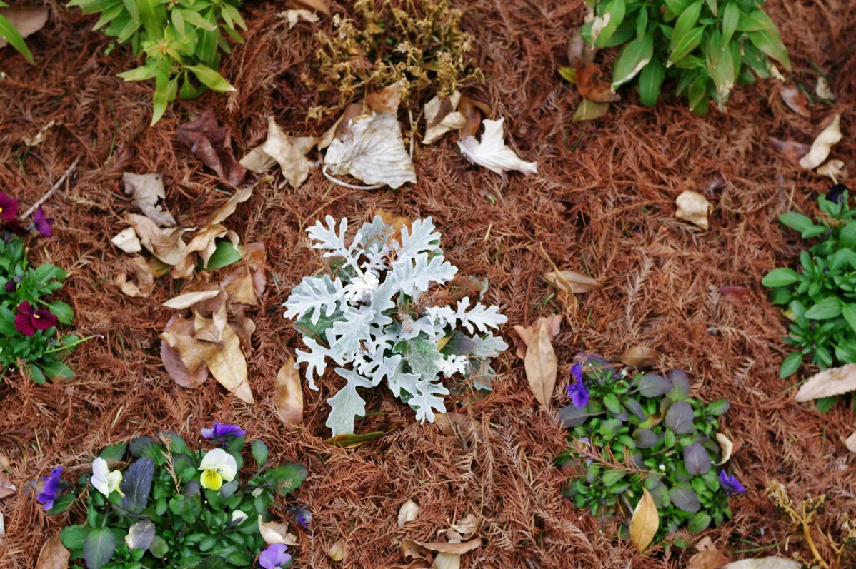 Fresh mulch spread over a colorful garden bed Fresh mulch spread over a colorful garden bed