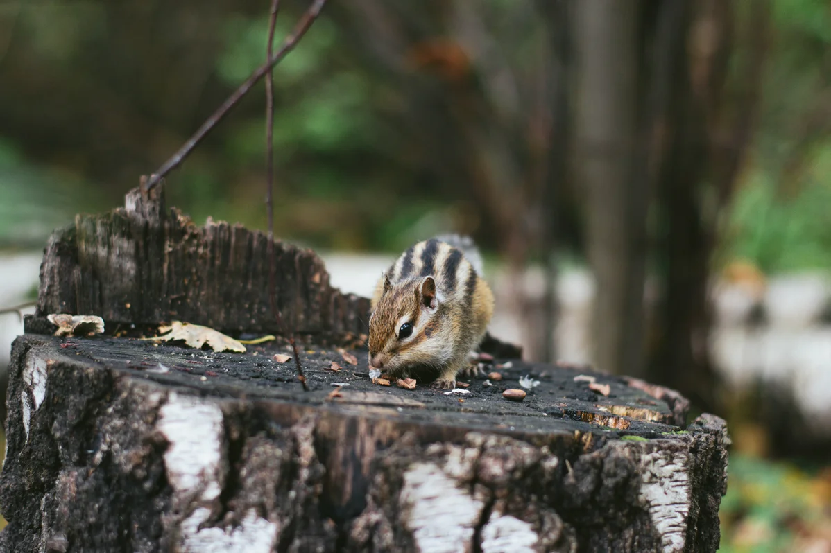 Bird feeder attracting chipmunks Bird feeder attracting chipmunks