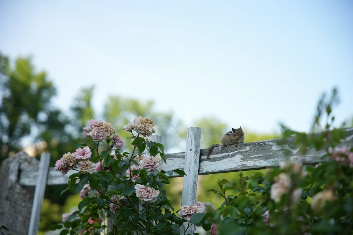 10 Expert-Approved Ways to Get Rid of Chipmunks and Protect Your Garden