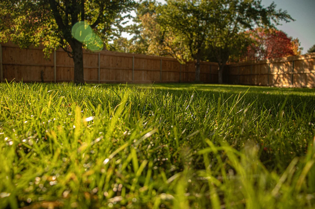Person applying fertilizer to a healthy lawn Person applying fertilizer to a healthy lawn