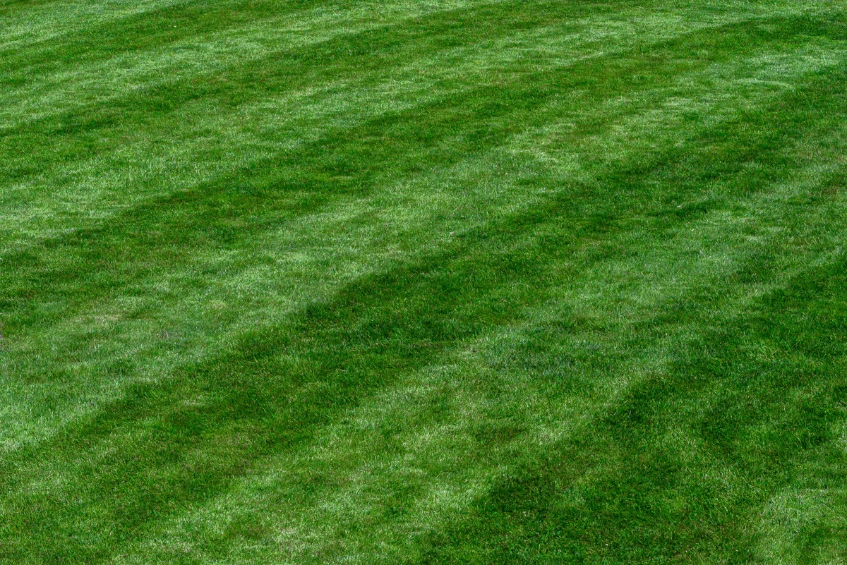 How Often Should You Mow Your Lawn for a Lush Green Appearance?