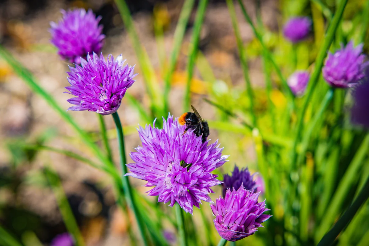 Growing Chives at Home: A Simple Guide for Beginners