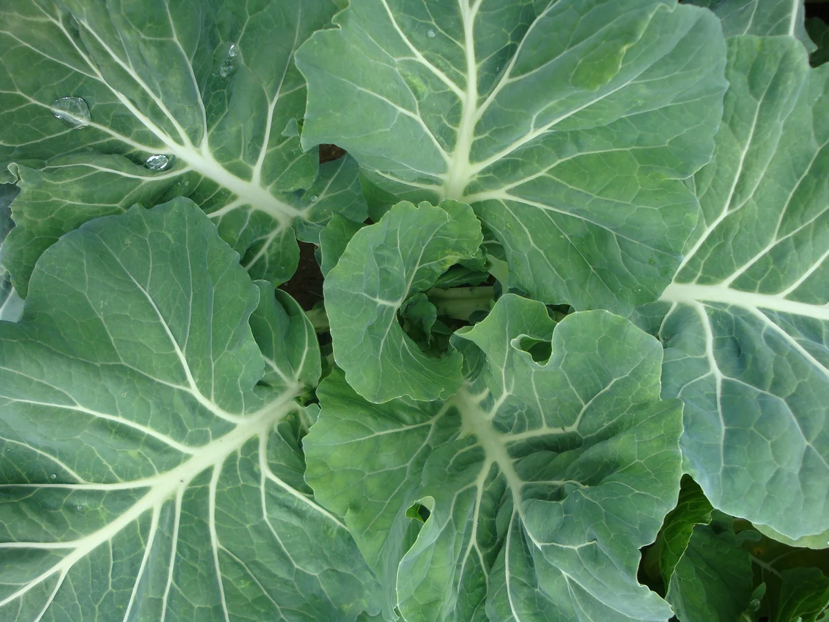 How to Grow Kale at Home: for Your Garden