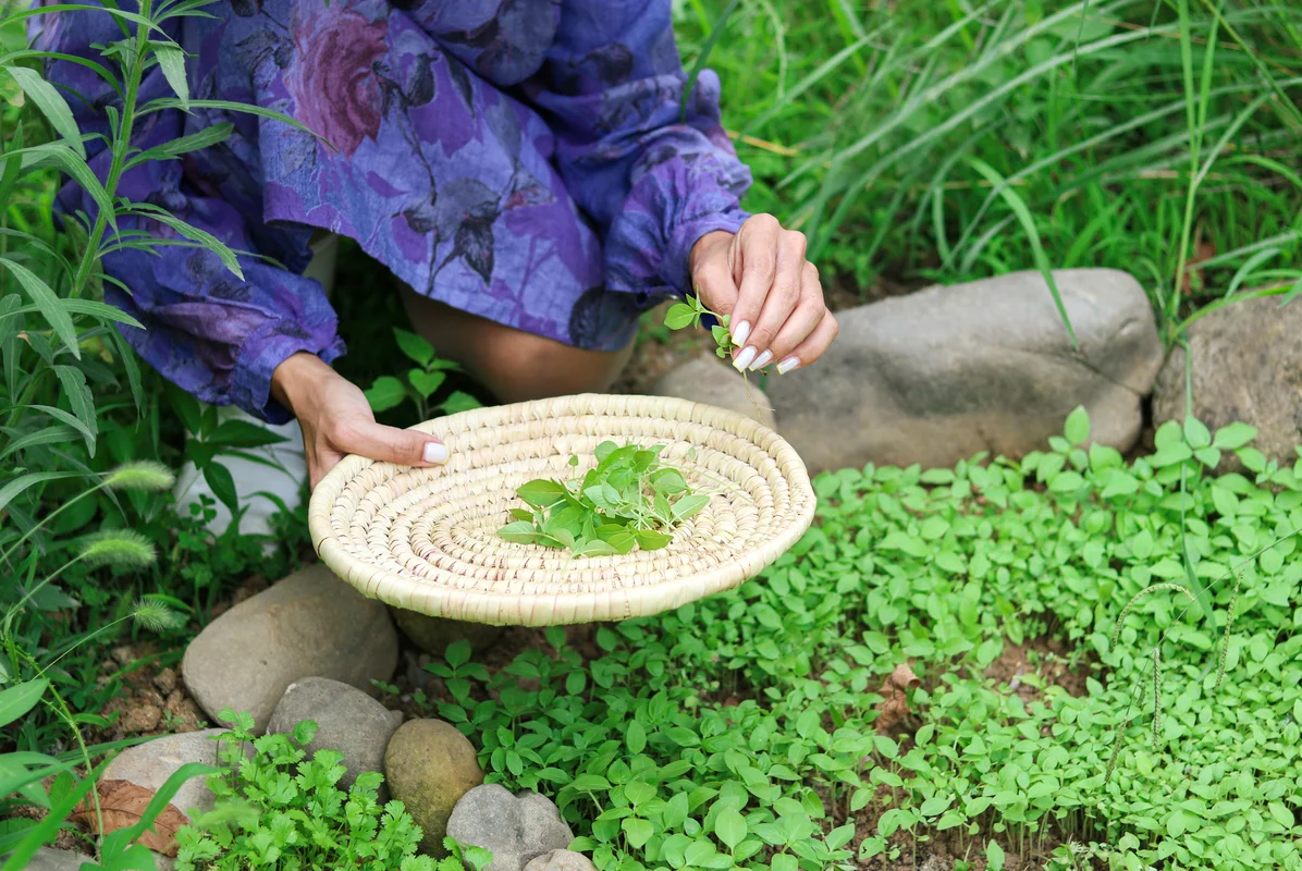 Person harvesting fresh kale from their home garden Person harvesting fresh kale from their home garden