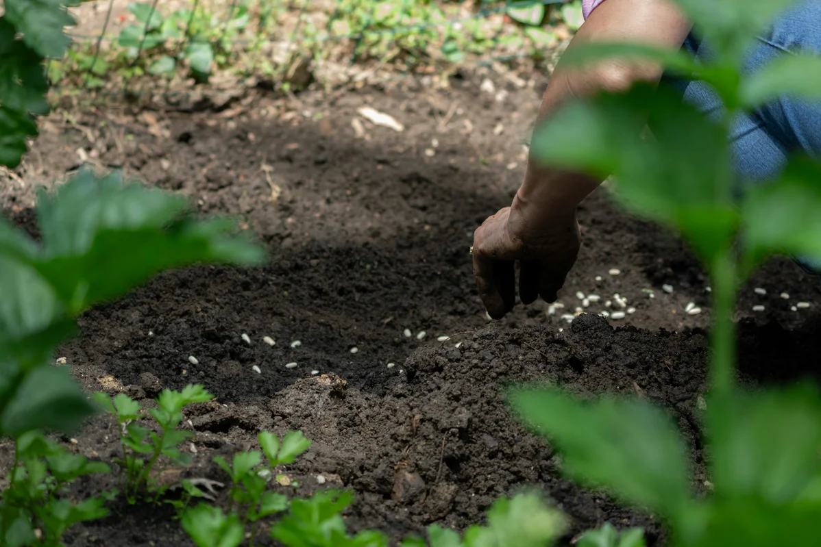 Gardener planting kale seeds in a garden bed Gardener planting kale seeds in a garden bed