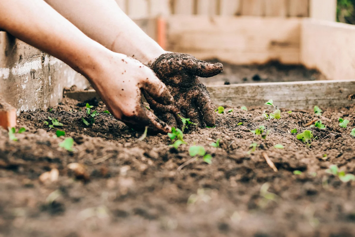 Planting tomato seedlings in a garden Planting tomato seedlings in a garden