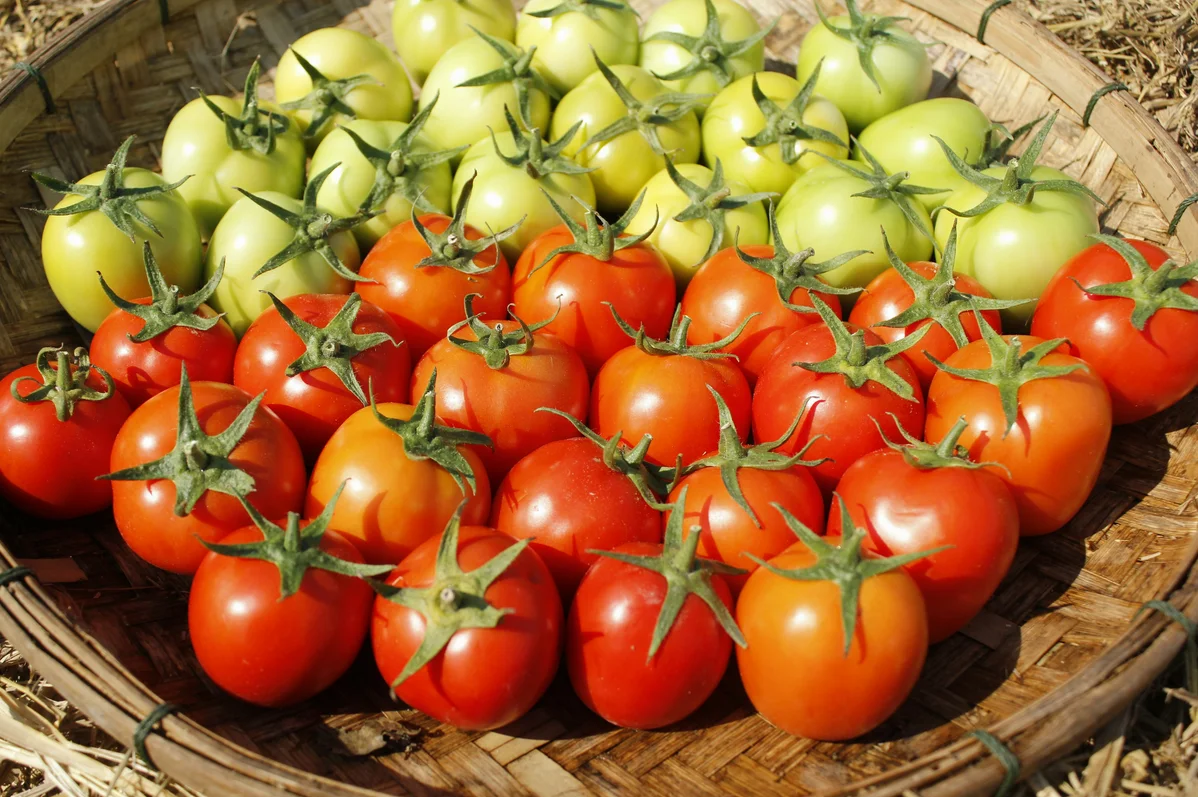 Different varieties of tomatoes growing in a garden Different varieties of tomatoes growing in a garden