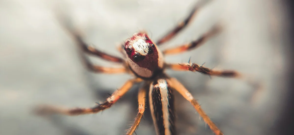 What to Do When You Encounter a Brown Recluse Spider in Your Home