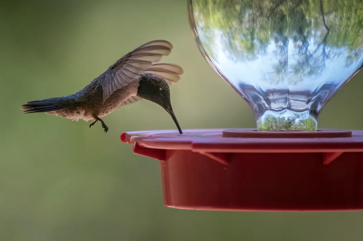 Cleaning an old hanging planter for hummingbird feeder Cleaning an old hanging planter for hummingbird feeder