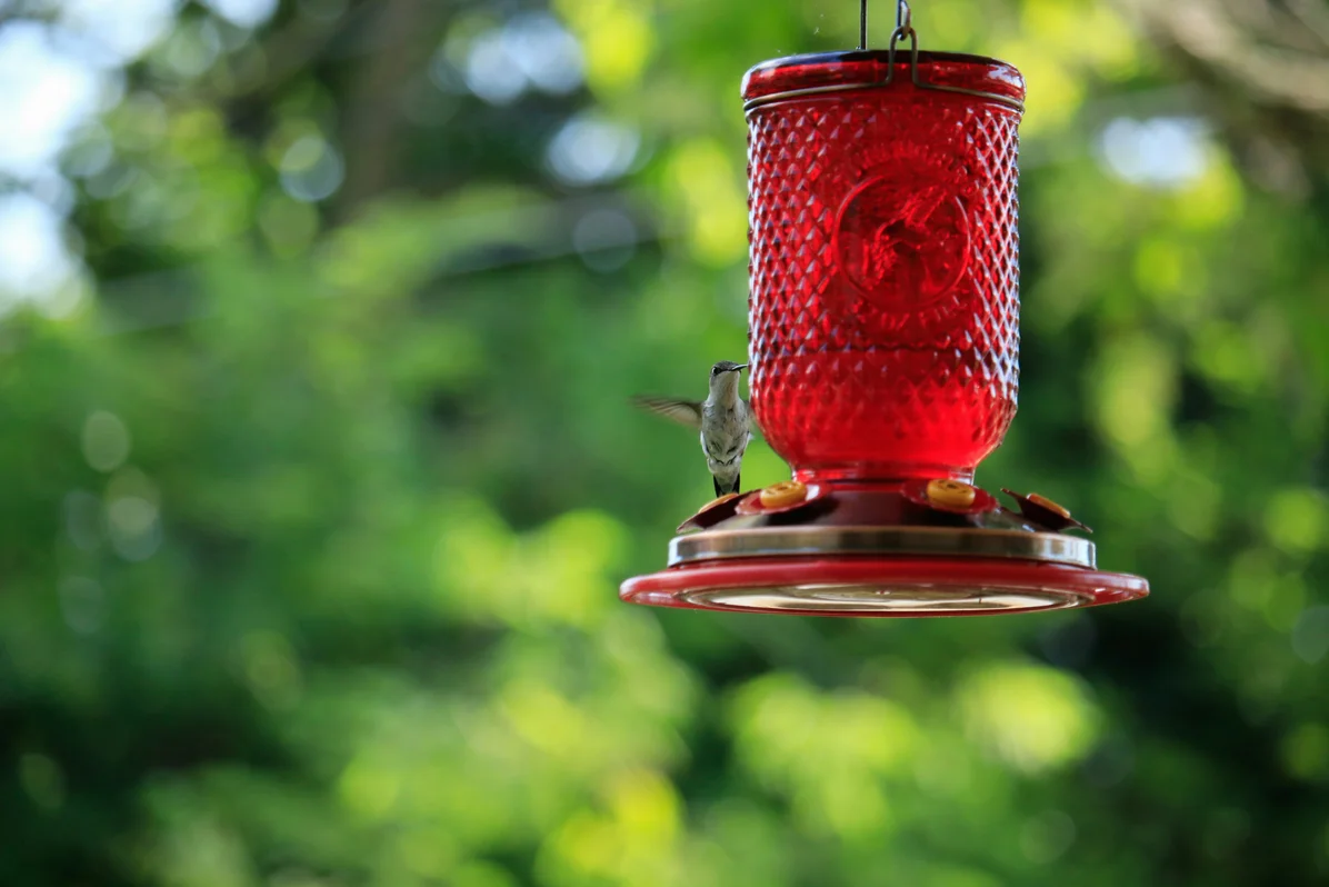 Decorative touches on a hummingbird feeder Decorative touches on a hummingbird feeder