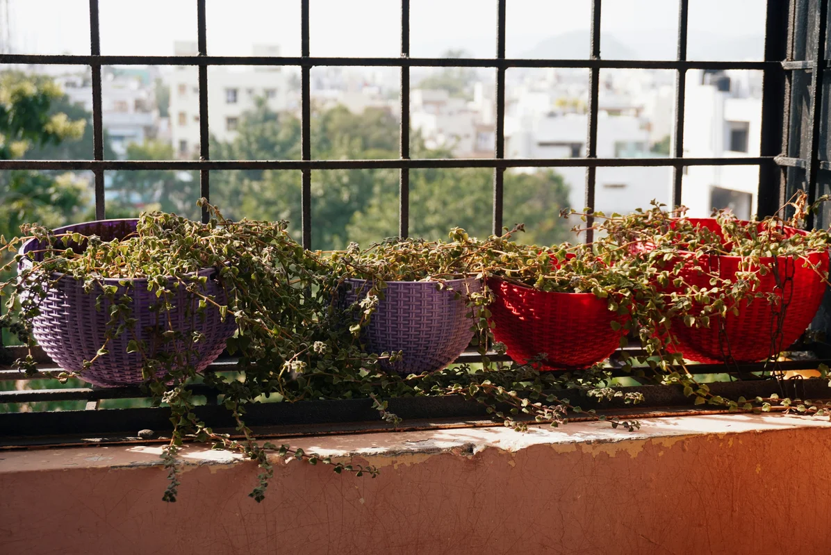 Transform an Old Hanging Planter into a Stunning Hummingbird Feeder