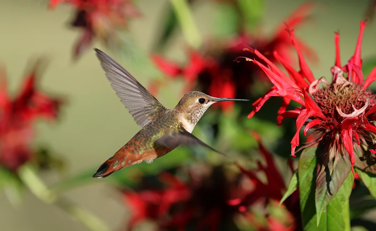 A garden with trumpet honeysuckle and hummingbirds A garden with trumpet honeysuckle and hummingbirds