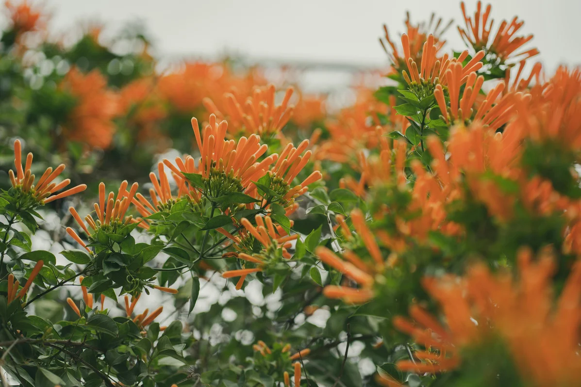 Plant This Flower Near Your Hummingbird Feeder for Better Visits