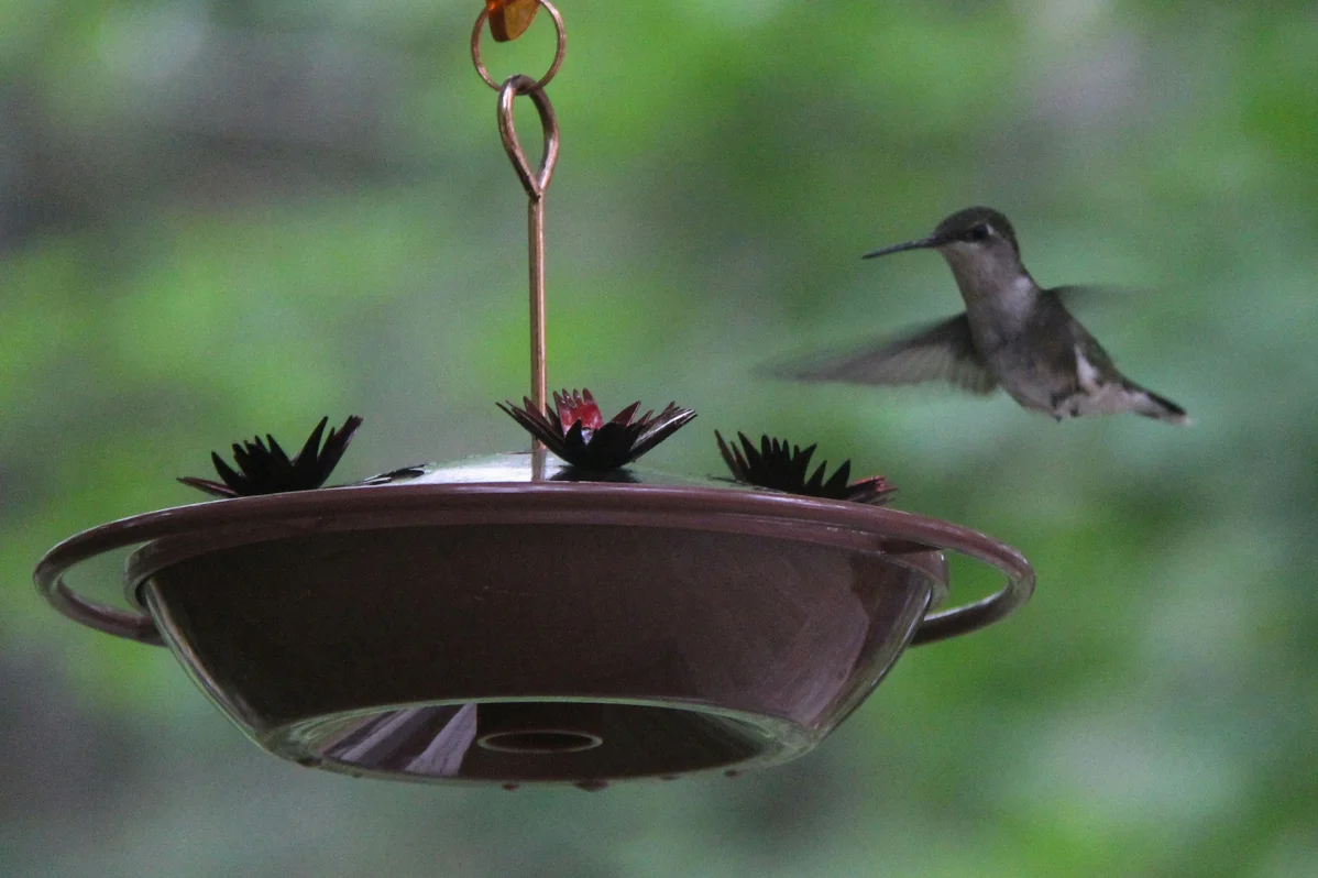 Keep Hummingbirds Coming: Use Plastic Lids for Rain Protection