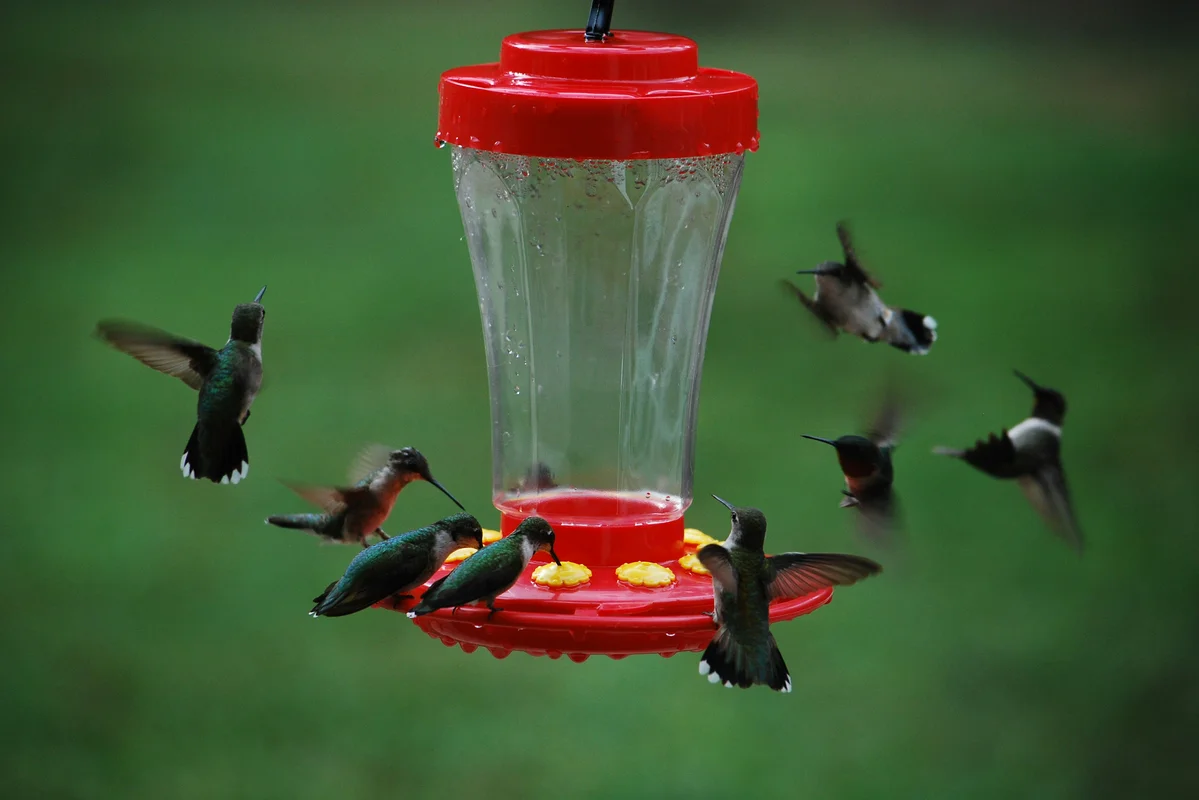 Plastic lids used to create rain guard for hummingbird feeder Plastic lids used to create rain guard for hummingbird feeder