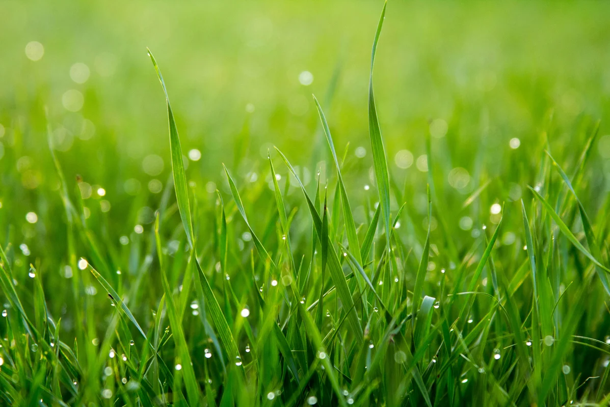 A healthy green lawn with evenly cut grass A healthy green lawn with evenly cut grass