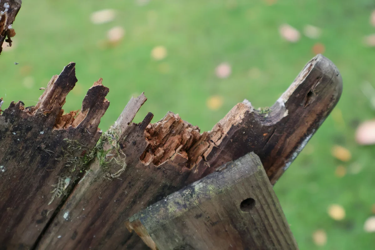 Repel Carpenter Bees with This Natural Fragrance They Dislike