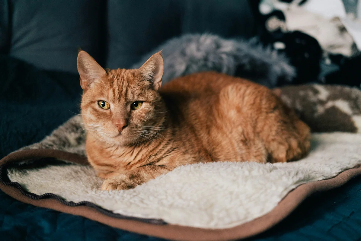 12 Creative Ways to Repurpose Old Blankets in Your Home and Garden