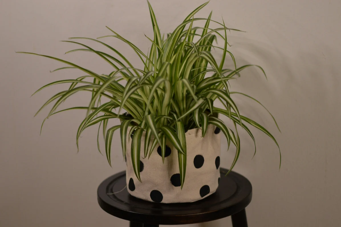 Unique garden planter created from repurposed blanket Unique garden planter created from repurposed blanket
