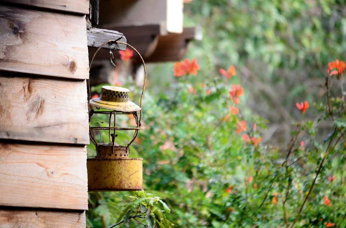 A bug house made from an old lantern hanging in a sunny garden location A bug house made from an old lantern hanging in a sunny garden location