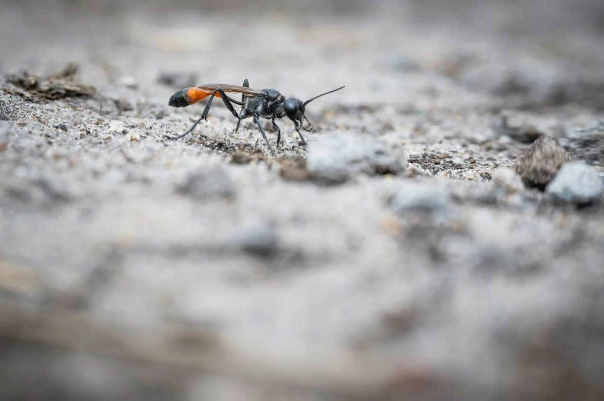 Close-up of a sand wasp on the ground Close-up of a sand wasp on the ground