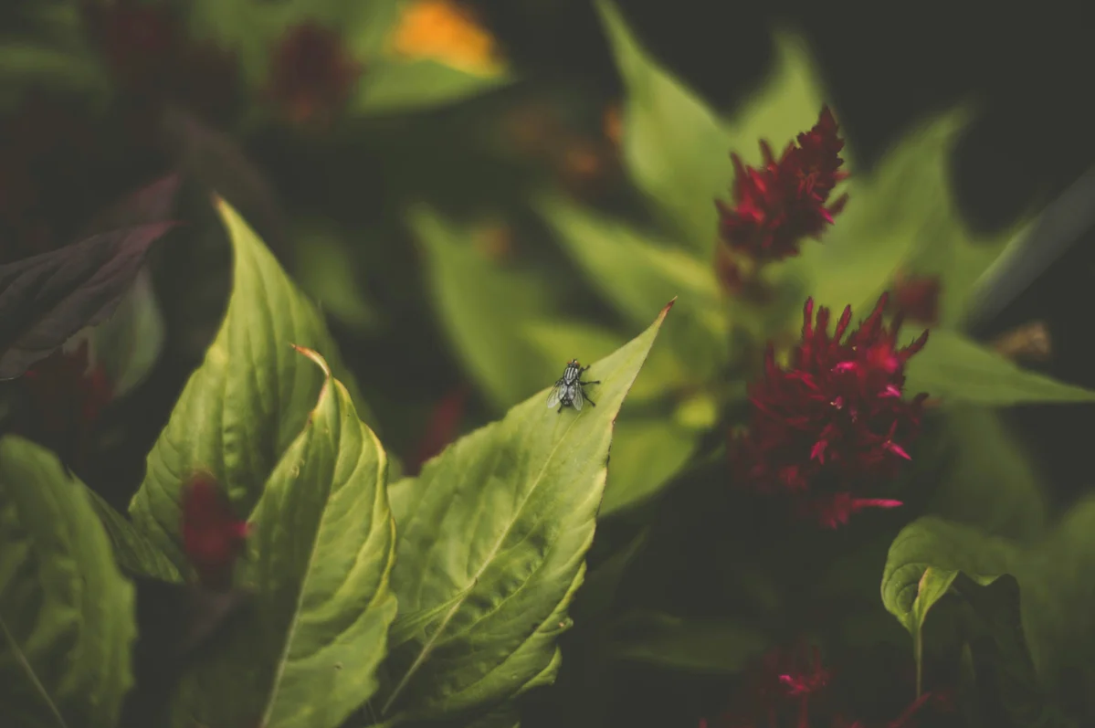 Lush garden thriving with insects and plants Lush garden thriving with insects and plants