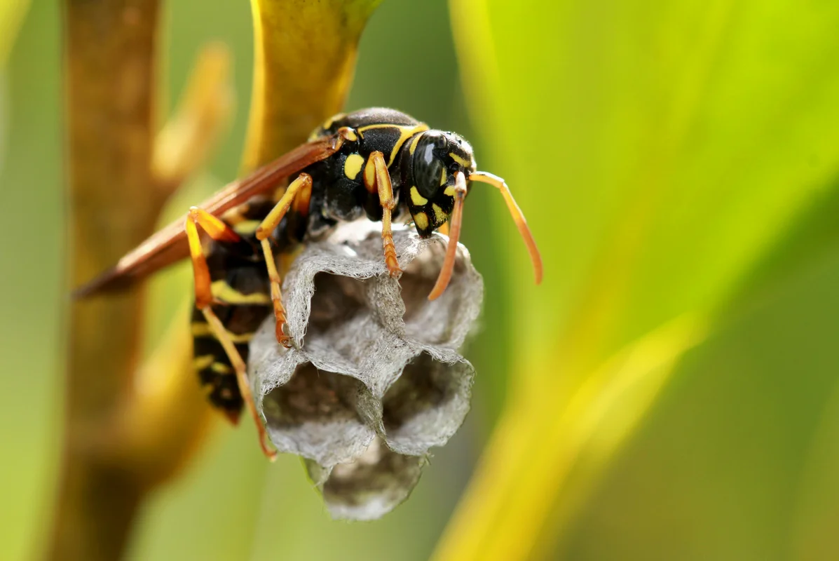 What To Do If You Find A Sand Wasp Nest In Your Yard