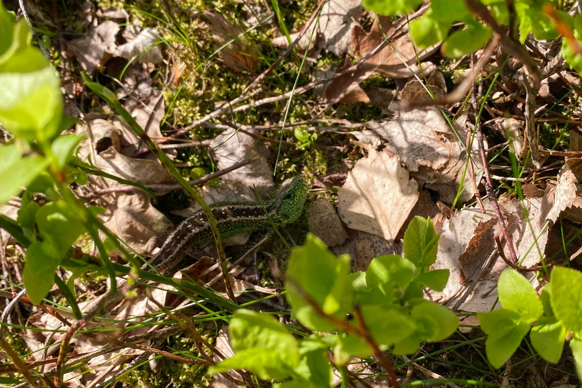 Overgrown vegetation indicating a potential snake nest Overgrown vegetation indicating a potential snake nest