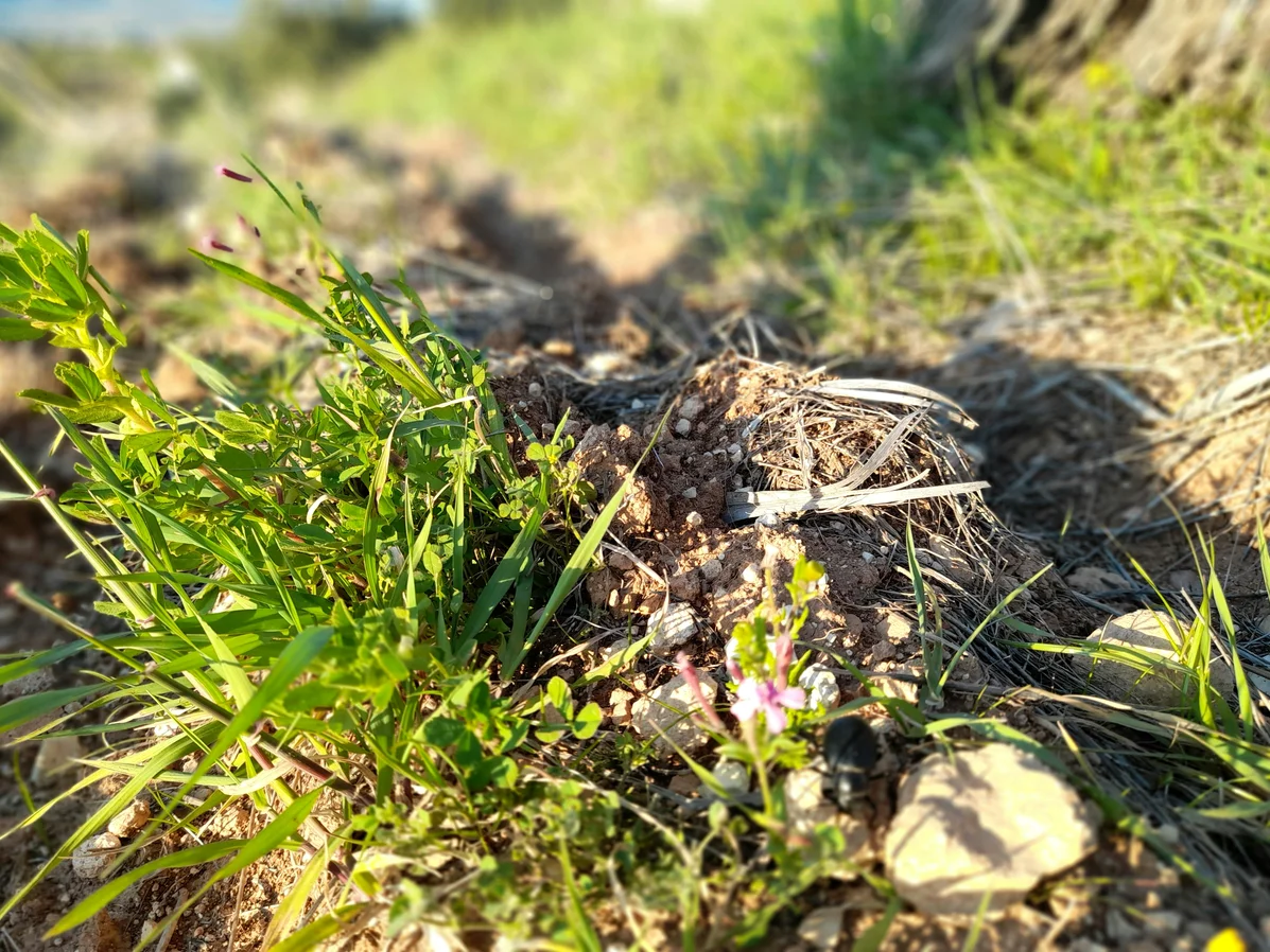 What Does Finding Snake Skin in Your Yard Mean? Here's What to Do
