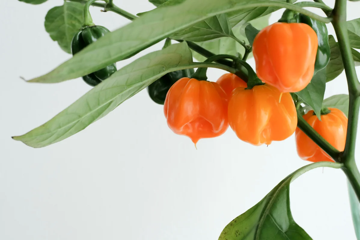 Eating Spicy Food Just 1-2 Days a Week Lowers Heart Risk, Study Finds