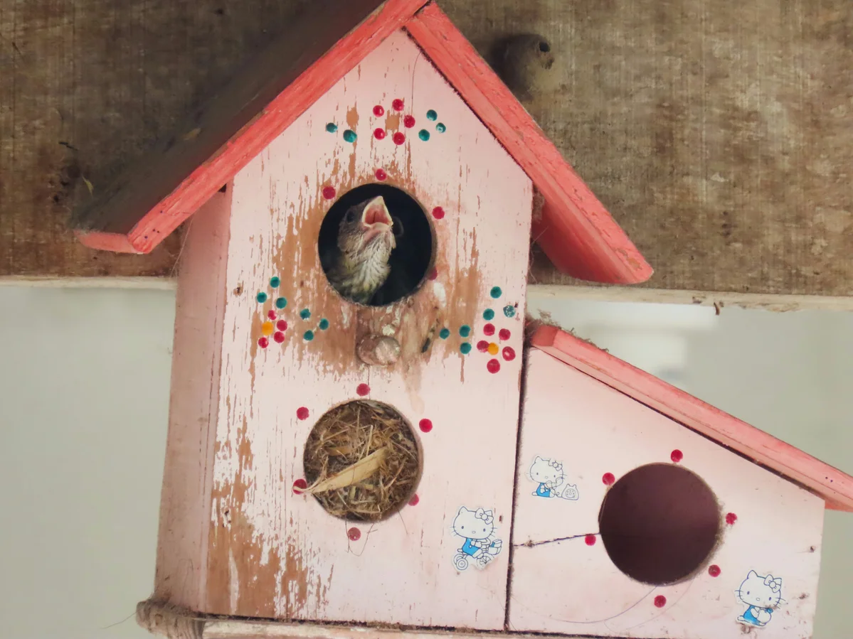 Step-by-step process of building a teapot birdhouse Step-by-step process of building a teapot birdhouse