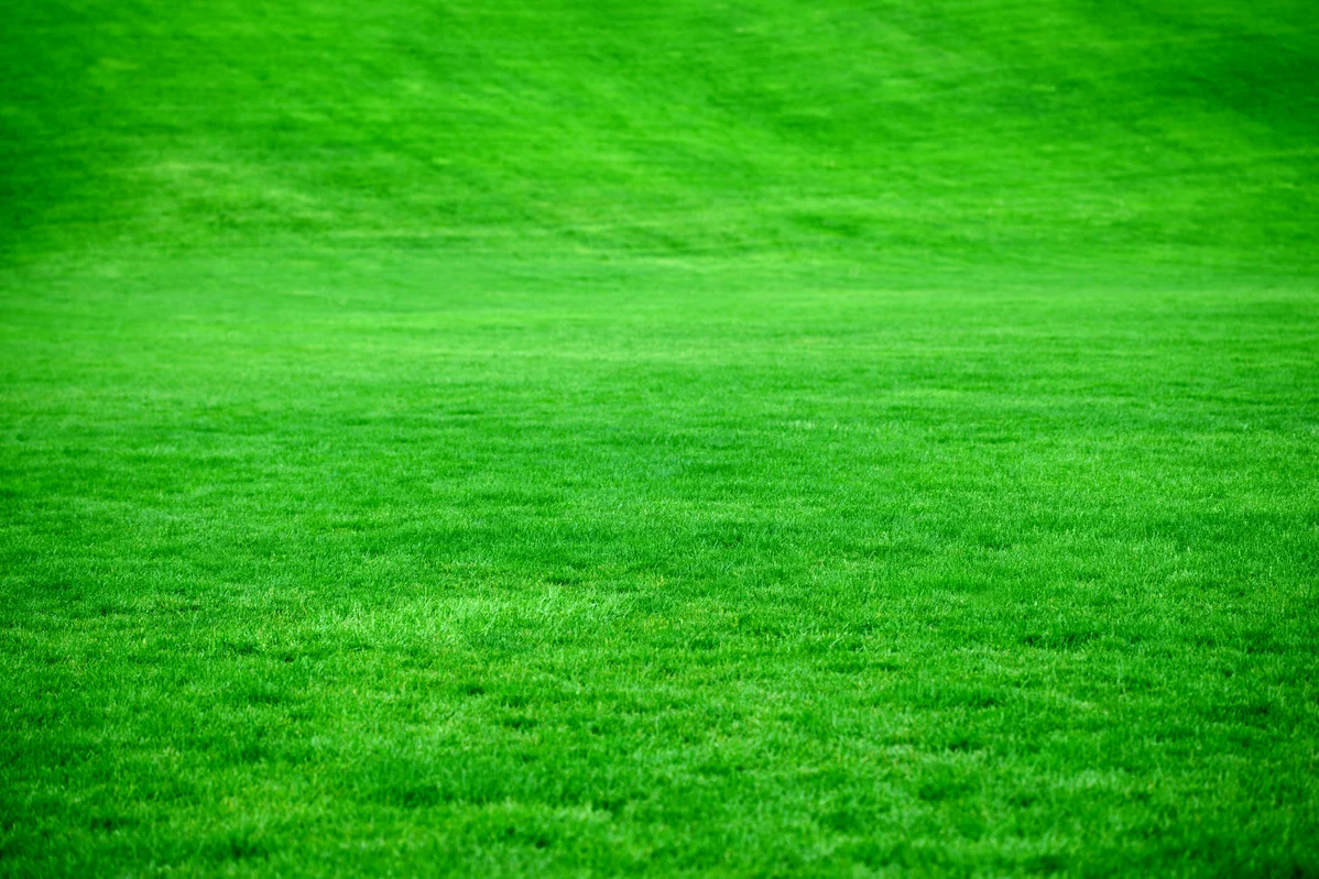 10 Common Mistakes Hurting Your Lawn Health—and How to Fix Them